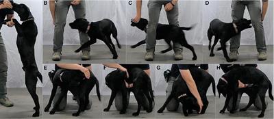 The Penn Vet Working Dog Center Fit to Work Program: A Formalized Method for Assessing and Developing Foundational Canine Physical Fitness